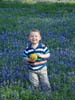 Bluebonnets 2009