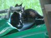The Kittys